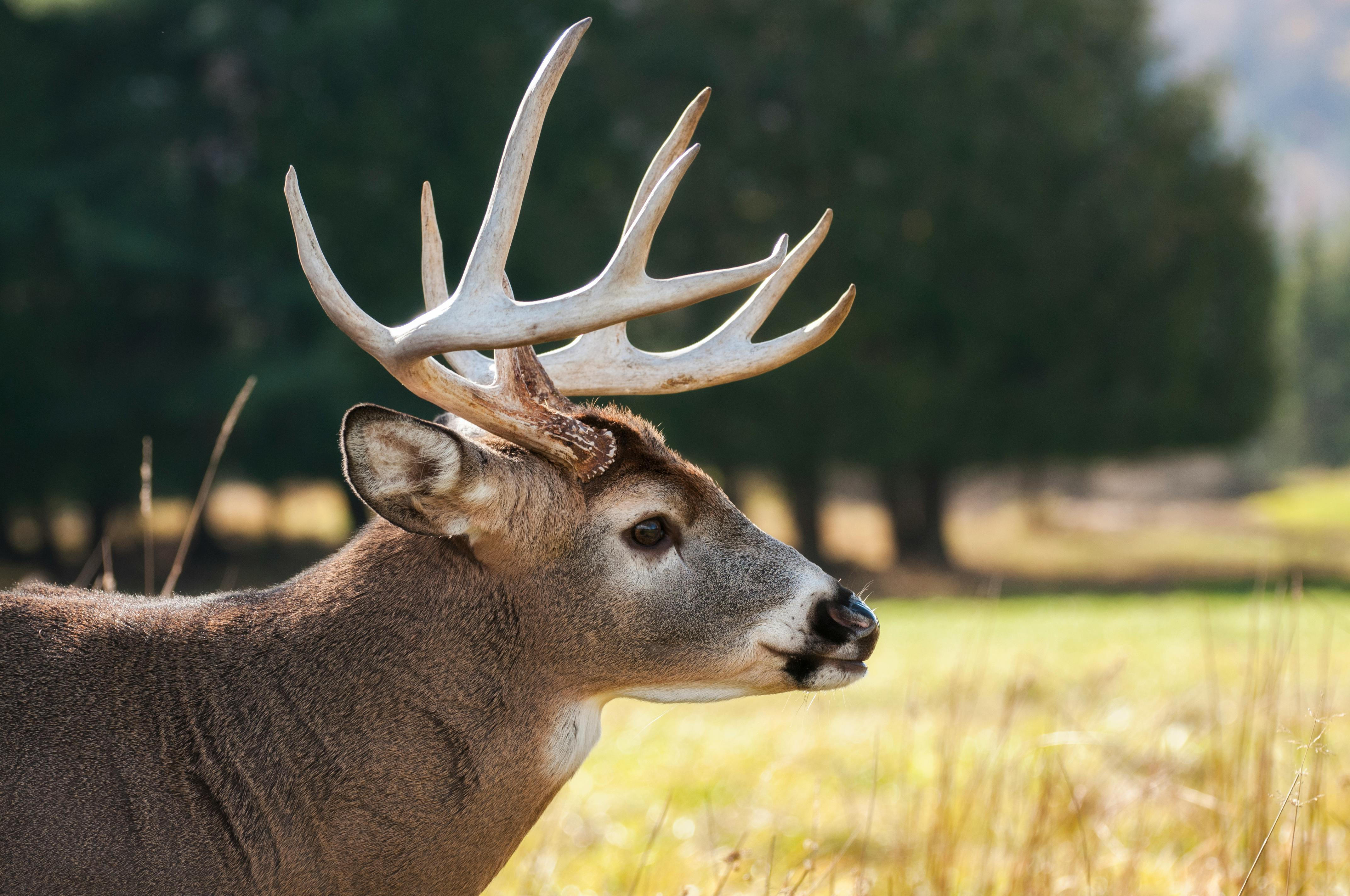 Male Deer looking to the right