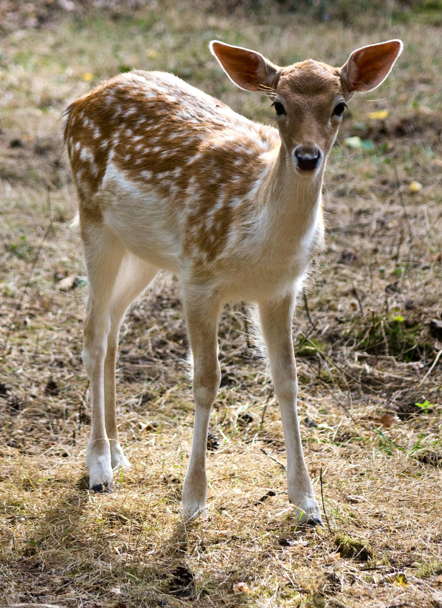 Fawn looking at camera