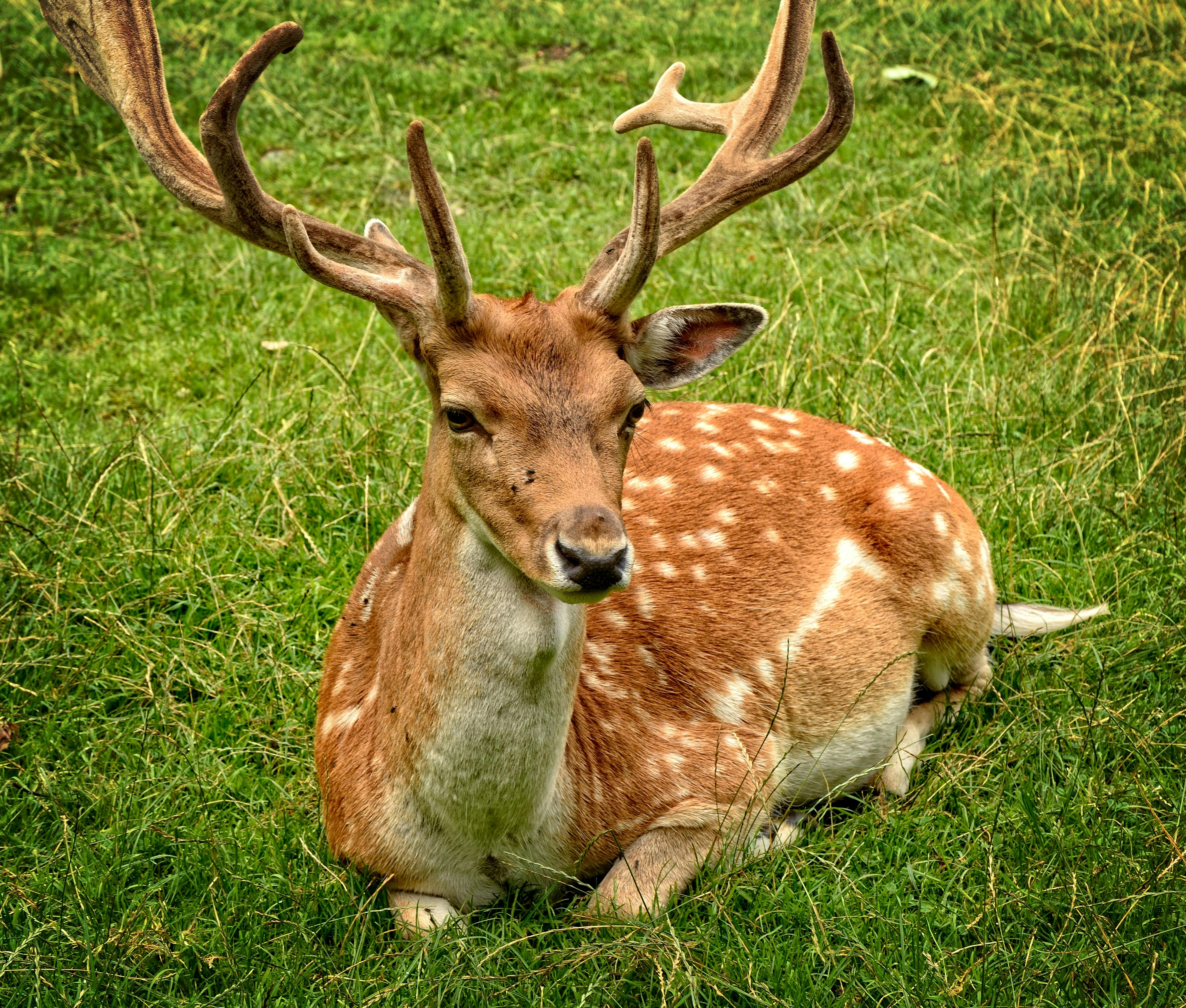 Male Deer with big antlers laying down resting