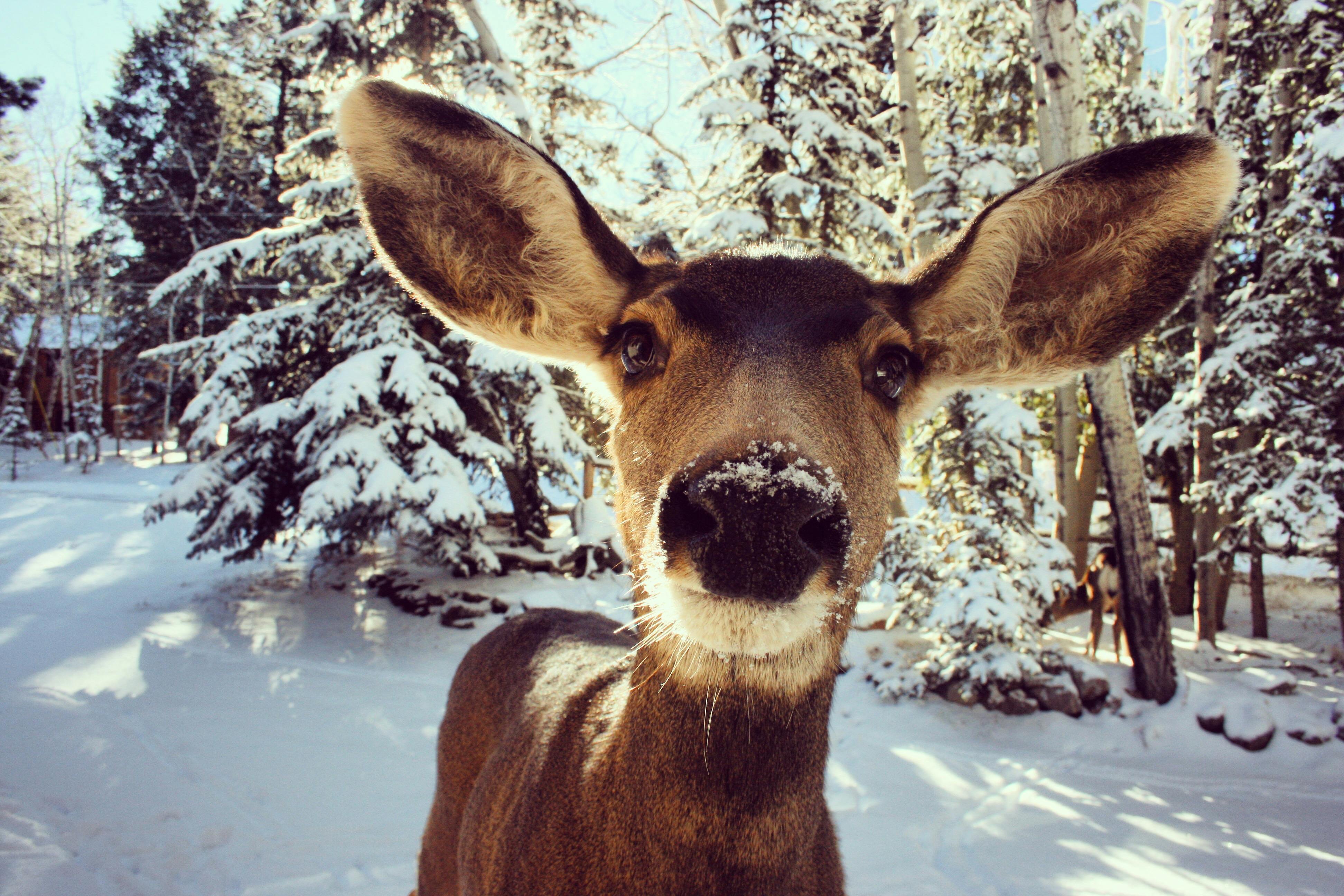 Closeup of Doe looking at camera
