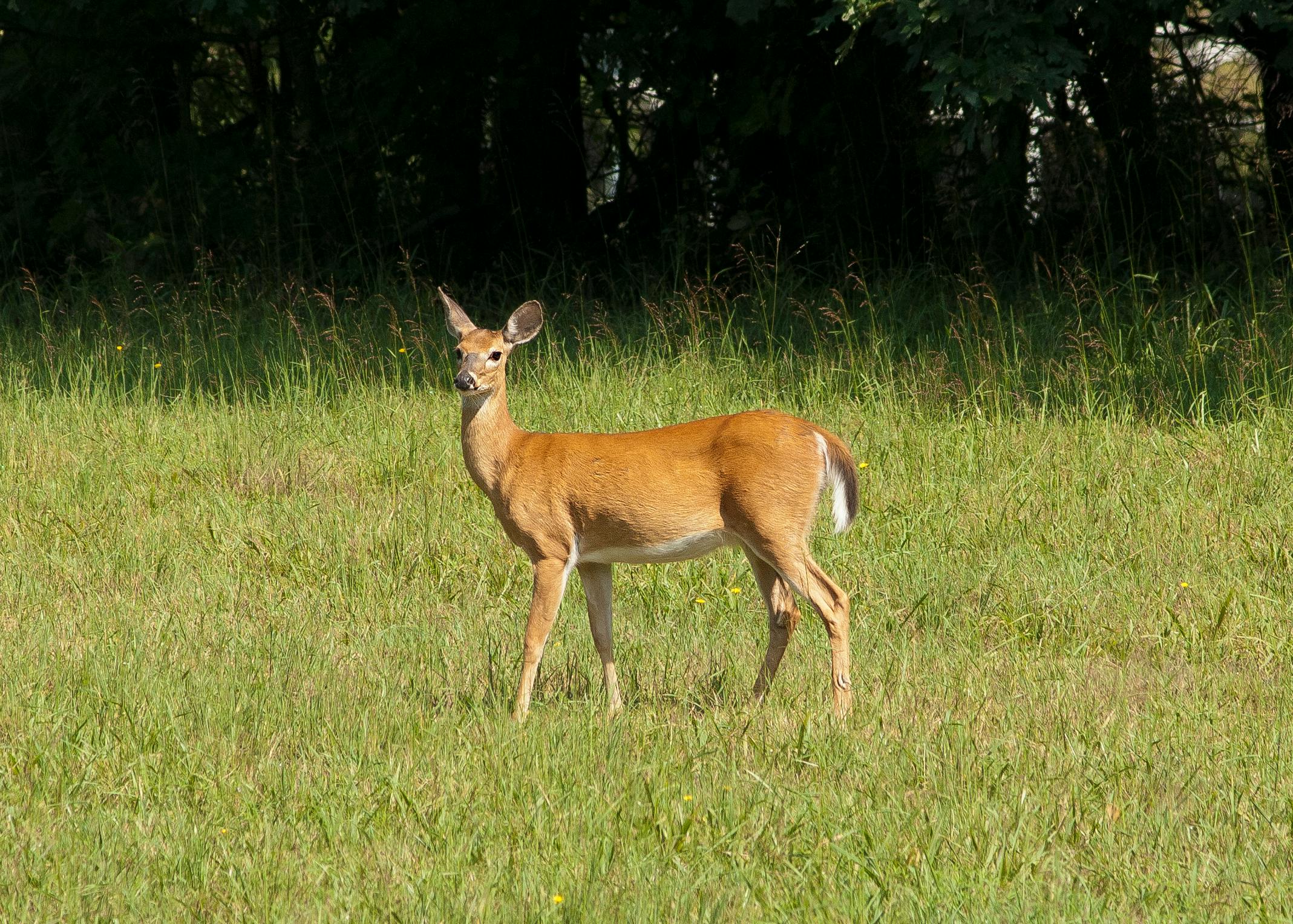 Faraway deer looking funny