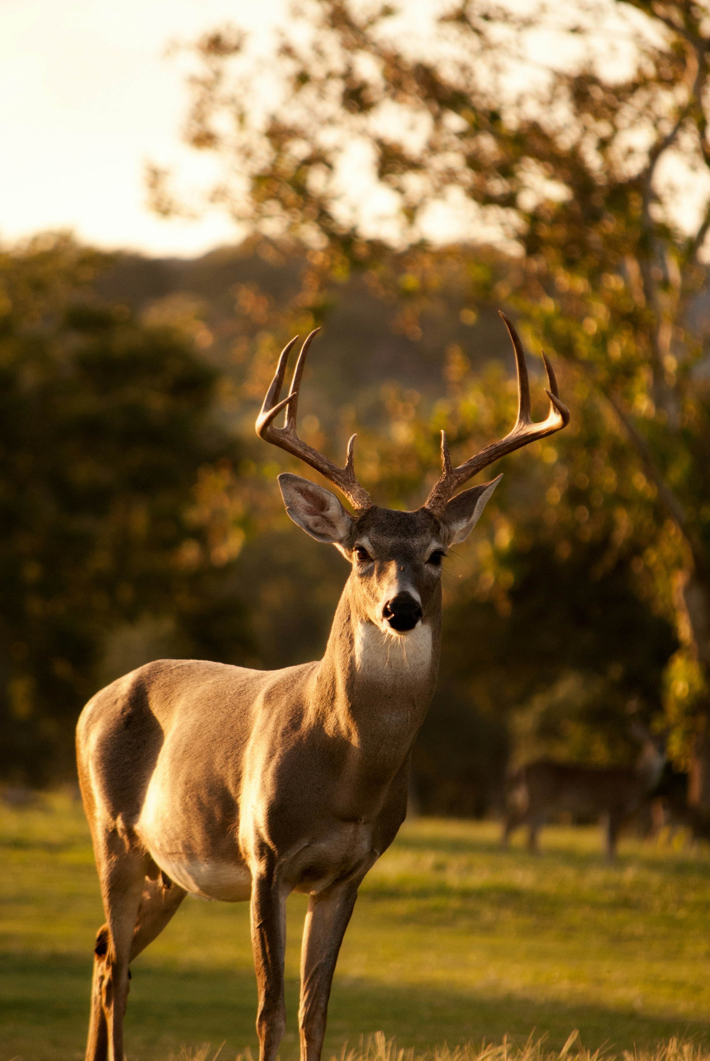 Image of a Buck standing proud, looking towards the camera